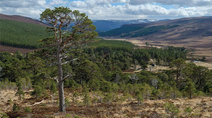 Day Walks in the Cairngorms by Helen and Paul Webster