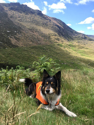 Photo of Scout from The Search by Paul Besley