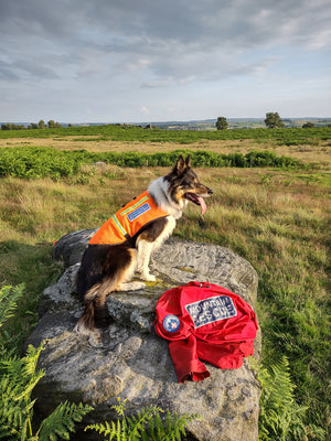 Photo of Scout from The Search by Paul Besley